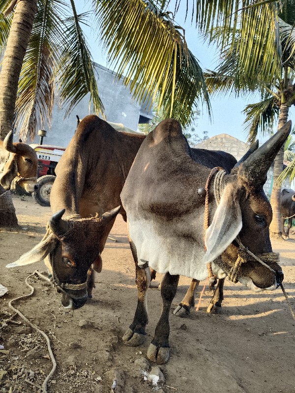 ગોઢલા