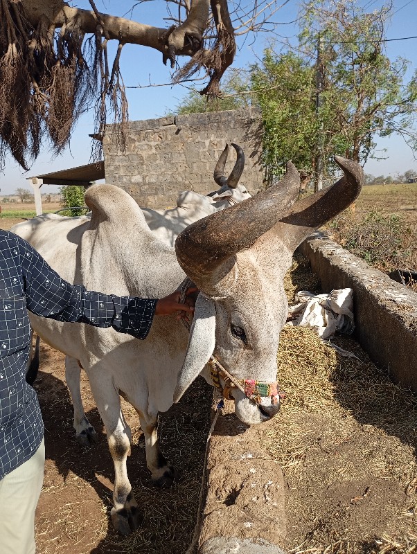 બળદ વેચવાનાછે