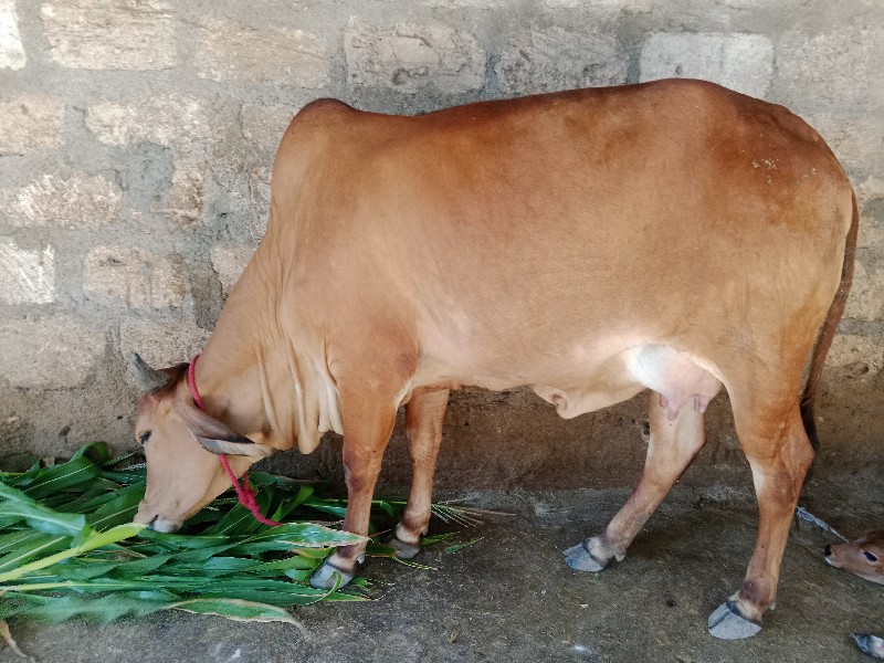 લાલ દેશી ઓડકી વ...