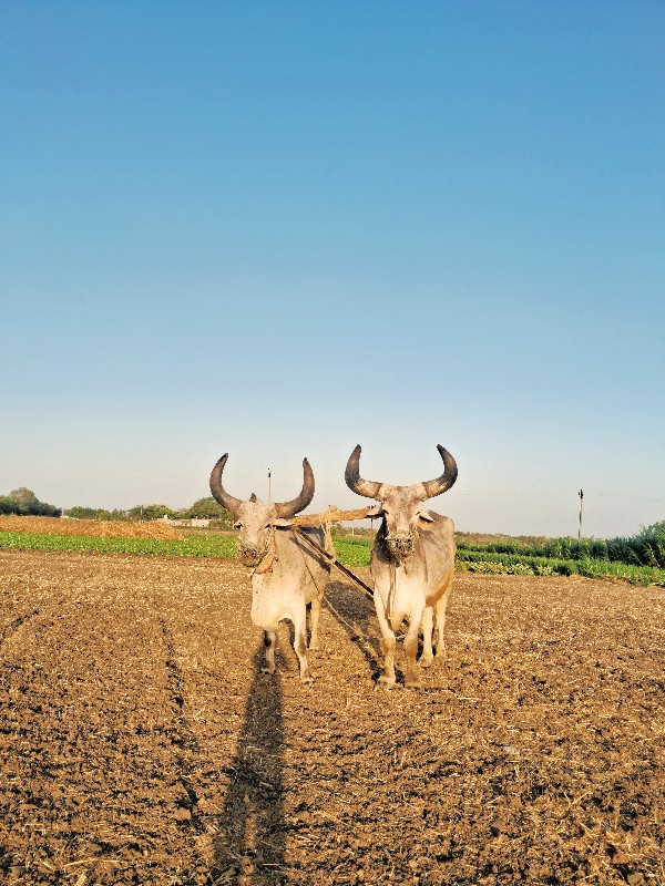 બળધ વેચવા ના છે