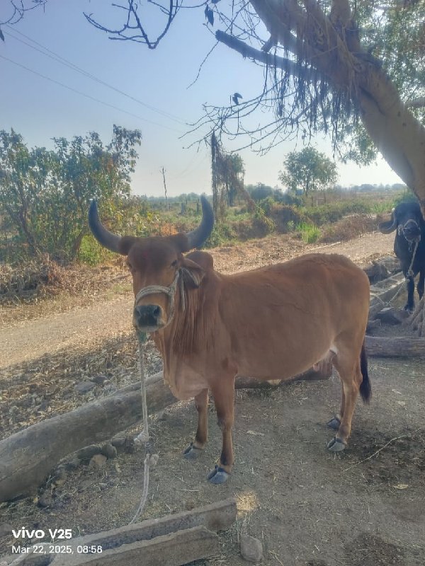 2 જુ વેતર વિયાસ...