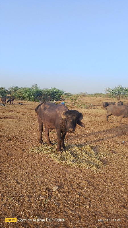 આ પાડો વેચવાનો...