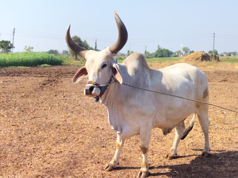 બળદ વેચવાનો છે