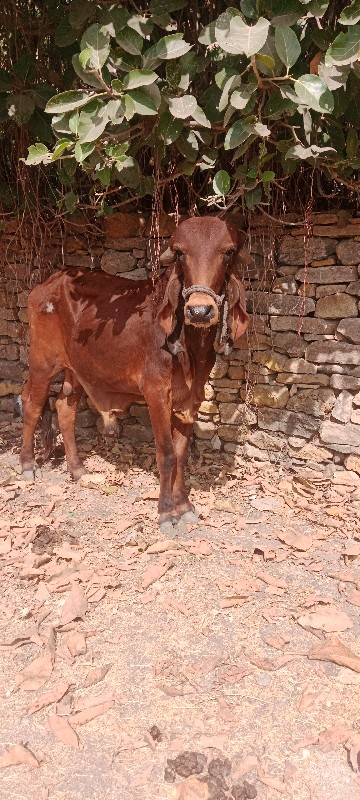 ગોઢલો.વેચવાનોછે