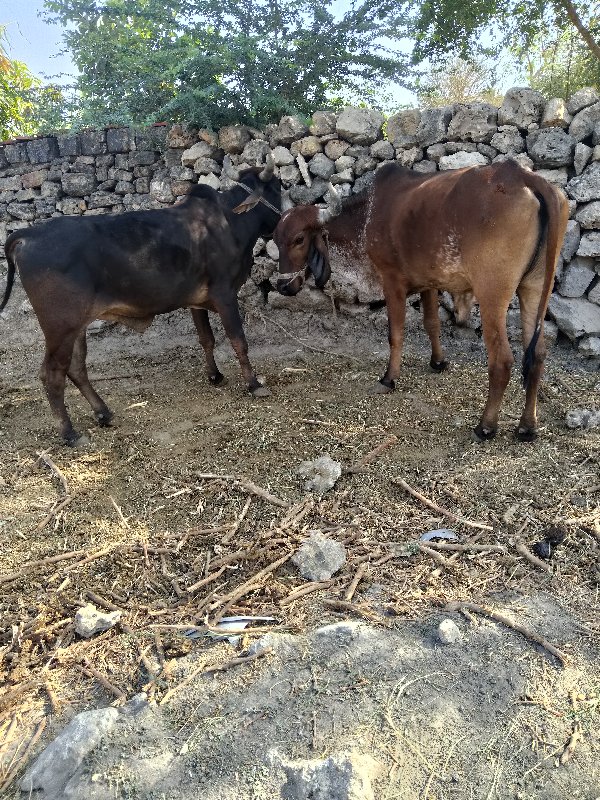 મહેશ રબારી