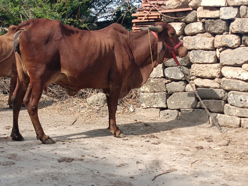 ગાય વેચવાની છે