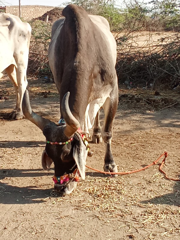 ત્રીજી ધર ફુલ પ...