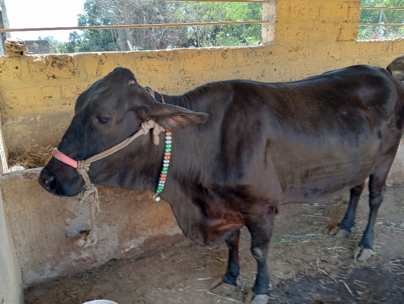 ગાય વેચવાની