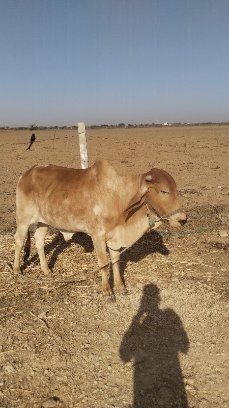 વેચવાનુ છે  સાવ...