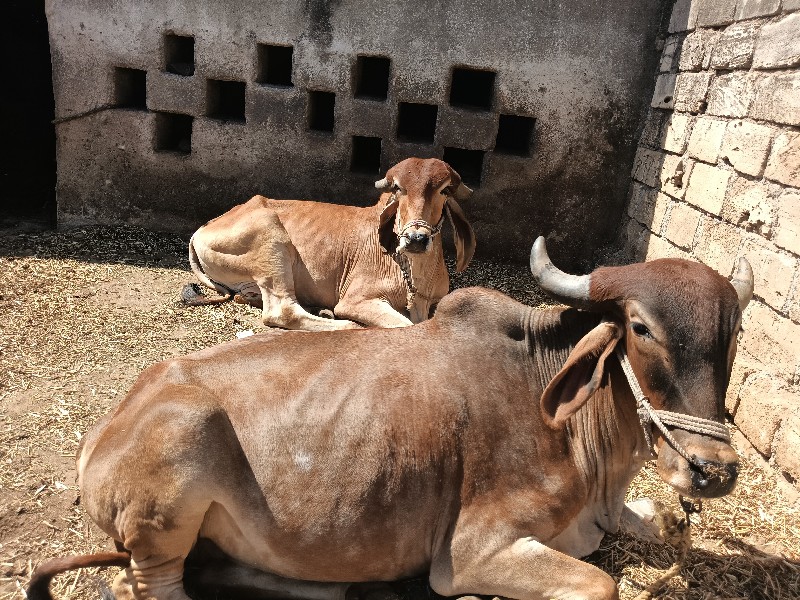 બળદ વેચવાના છે