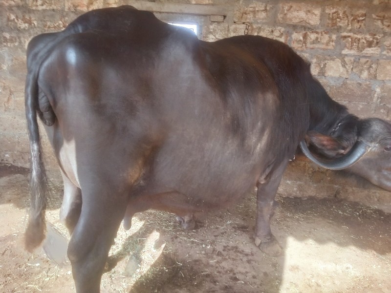 ભેંસ વેચવાની છે