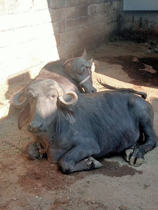 ખોડલ વેચવાનું છ...