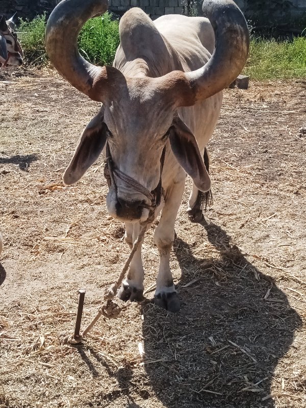 એકબડધવેચવા નોછે