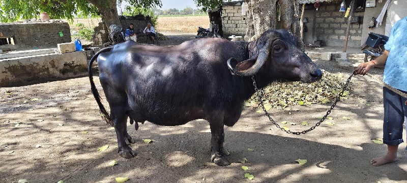ભેસ