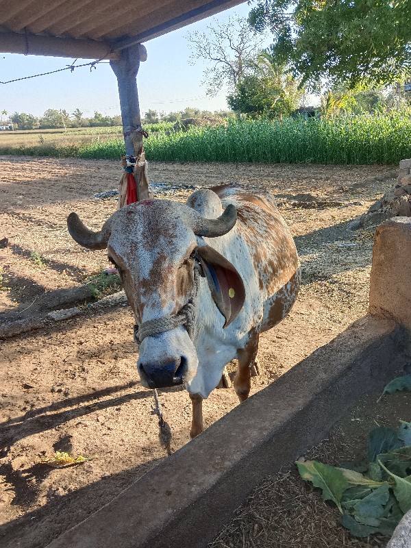 ગાય