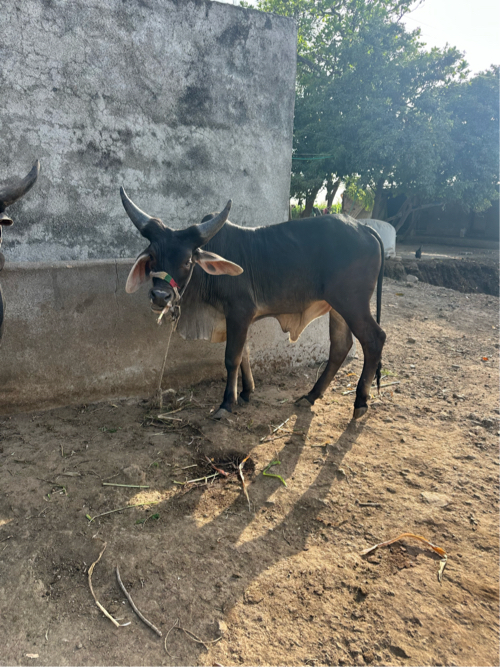 ગોધલા વેચ વાના...