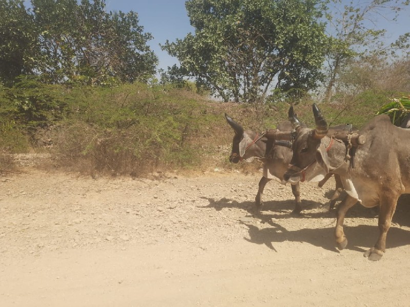 ઘોઢલાવેસવાનાછે