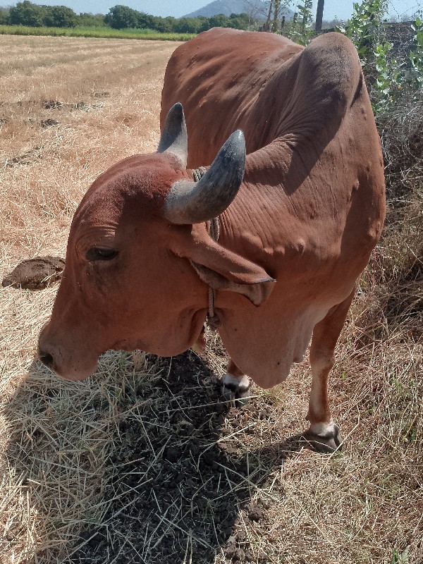 ગાય