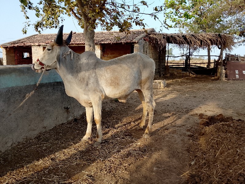 ગોધલા