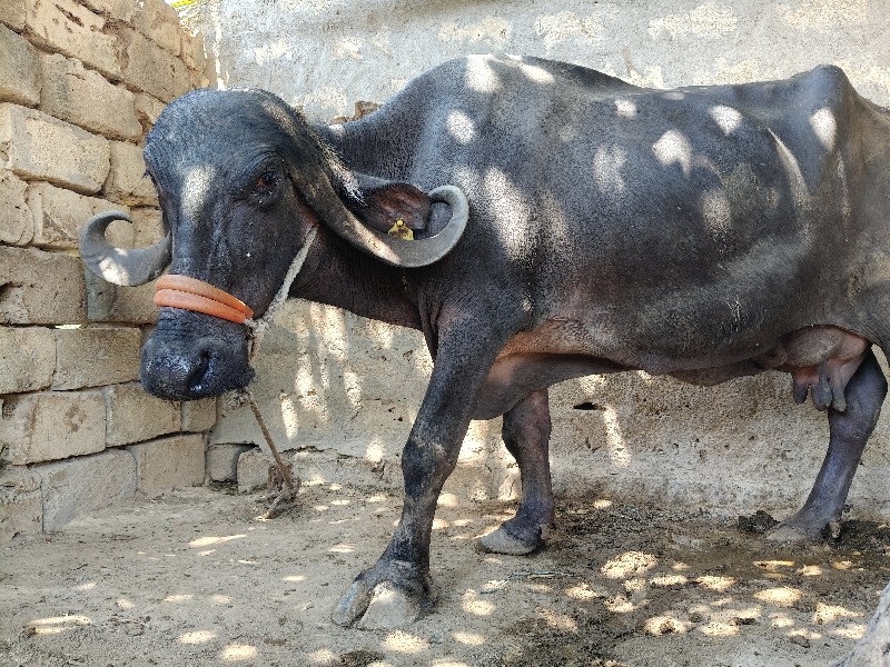 ભેંસ વેસ્વાની છ...