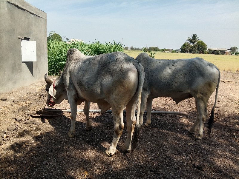 ગોઢલા