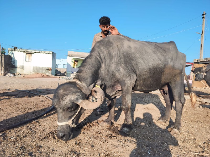 ભેંસ વેચેલ છે