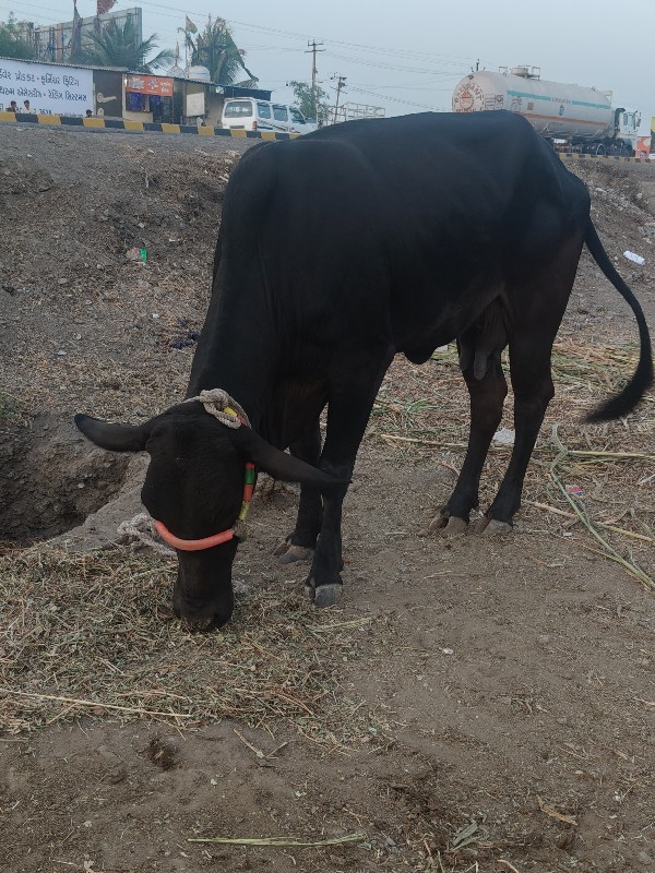 જર્સી ગાય એચ. વ...