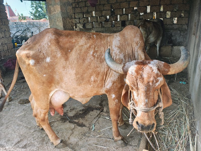 , ગાય વેચવાની સ...