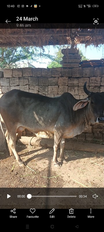 કાંકરેજ ગાય વેચ...