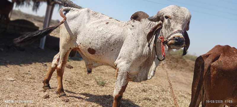 ખૂંટ