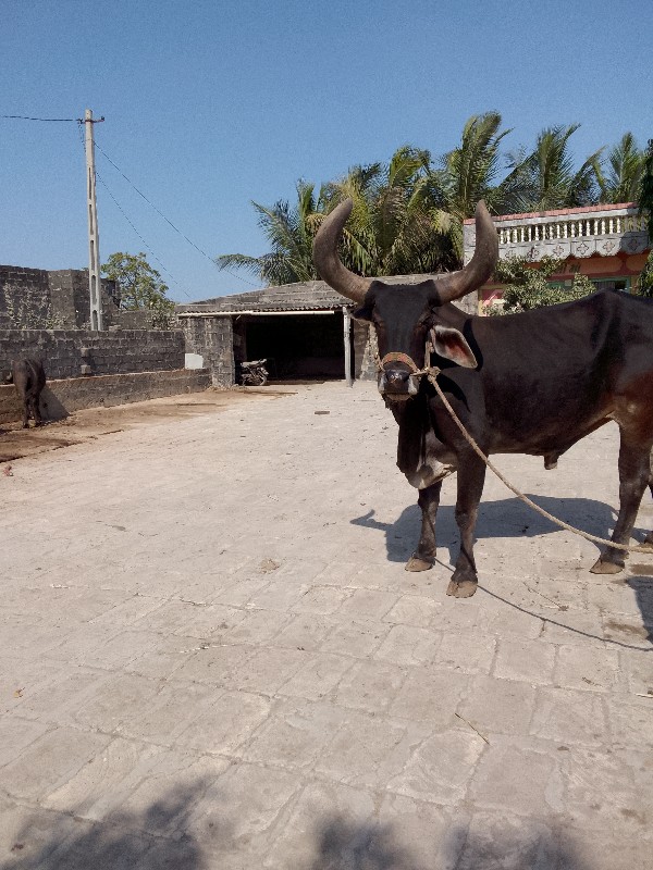 બળદ વેચવાનો છે