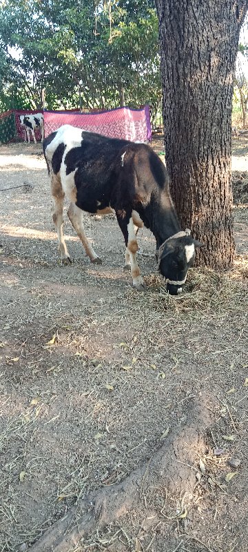 જરશી ઓડકી દેવાન...