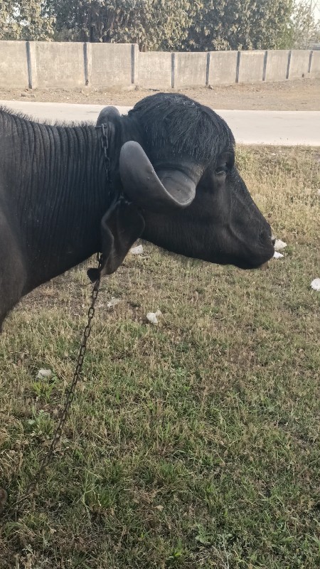 પેલવેત્રી ખડેલી...