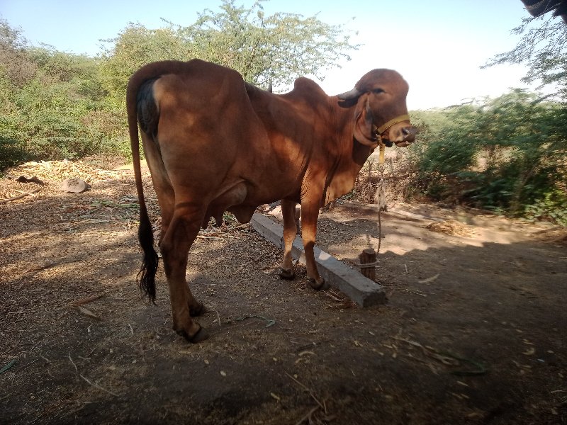 પેલું વેતર.ગાભહ...