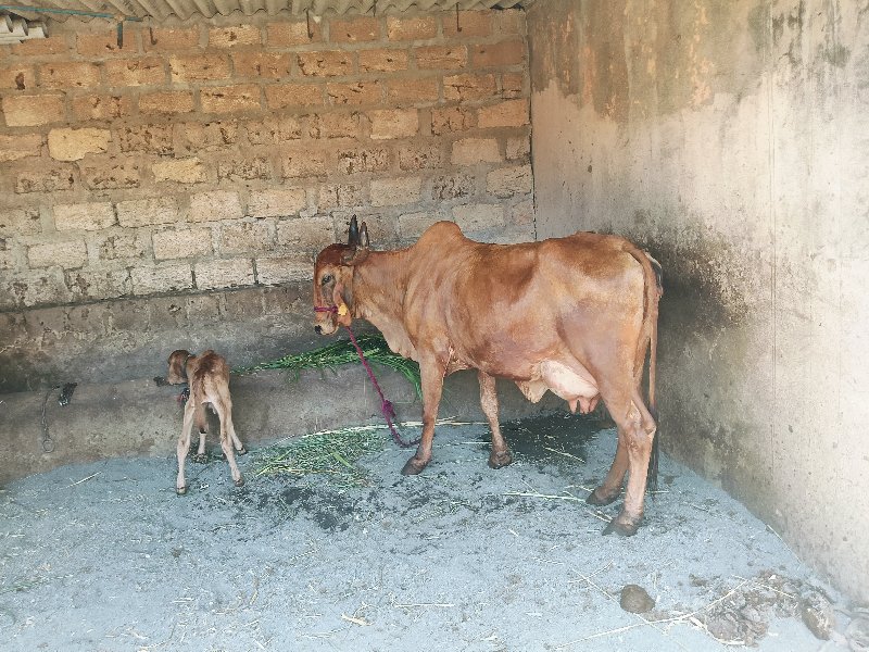 ગાય વેચવાની છે