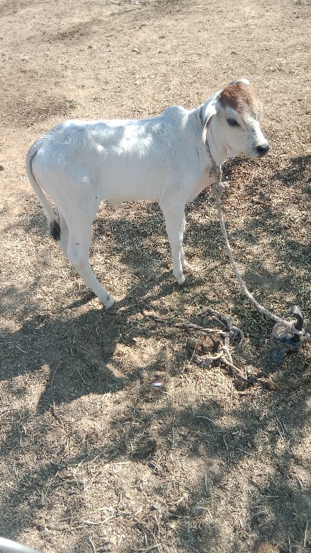 ગાય વેચવાની છે