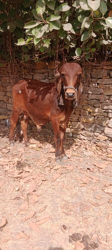 ગોઢલો.વેચવાનોછે