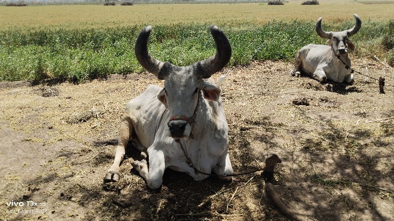 બળદ વેચવા ના છે