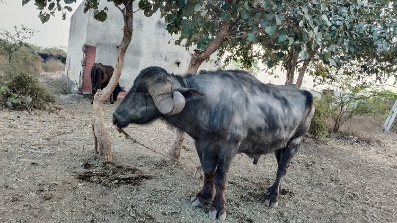 પાડો