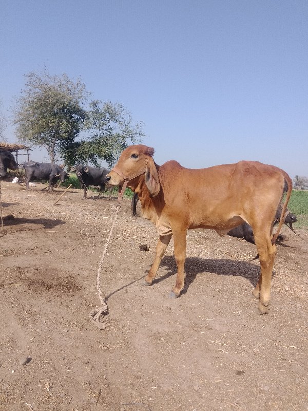 આ હોડકી વેશવાની...