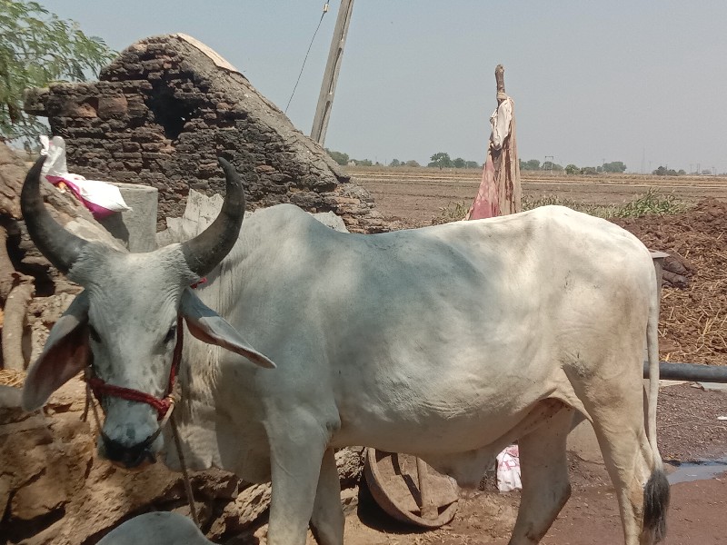 ગોડલા