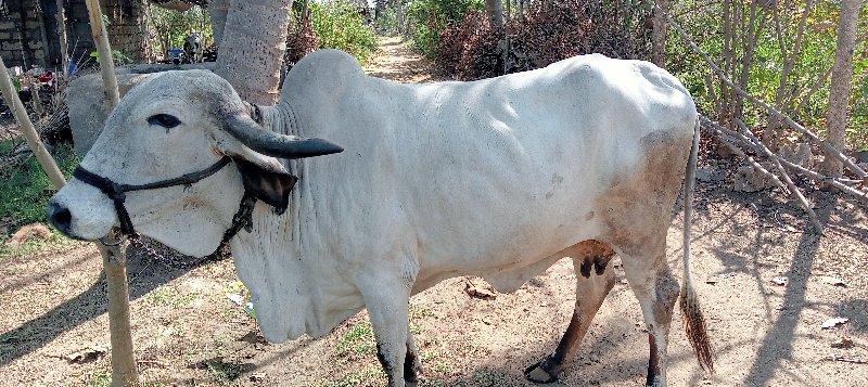 વેશવા નિ છે