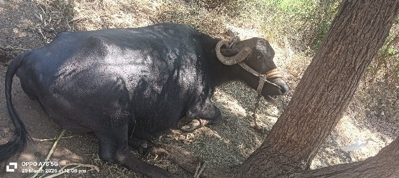 3ભેંશ વેચવાની સ...