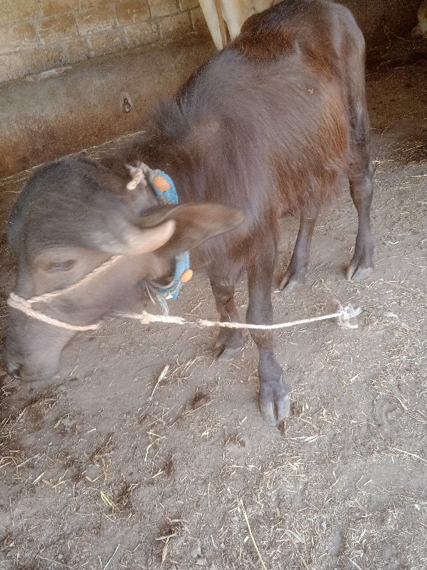 પાડી વેચવાની છે