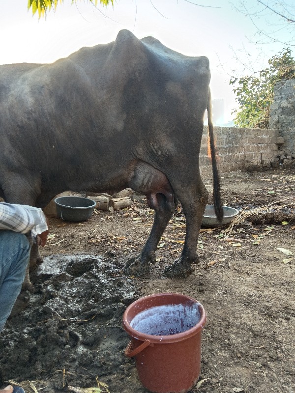 ભેશ વેચવાની છે