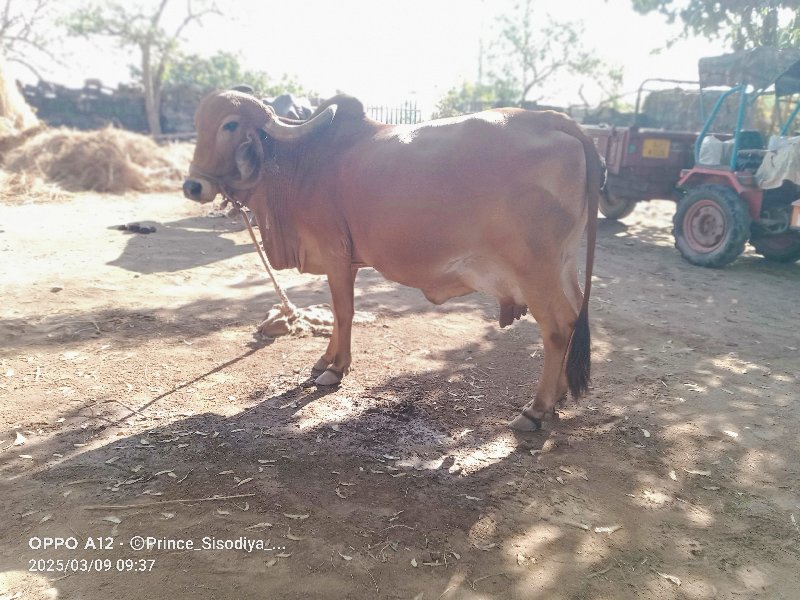 આ ગાય વેચવાની છ...