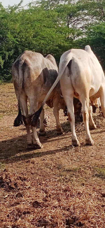 દેવીપુજક લે વેચ