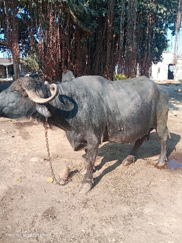 ભેસ વેચવાની છે