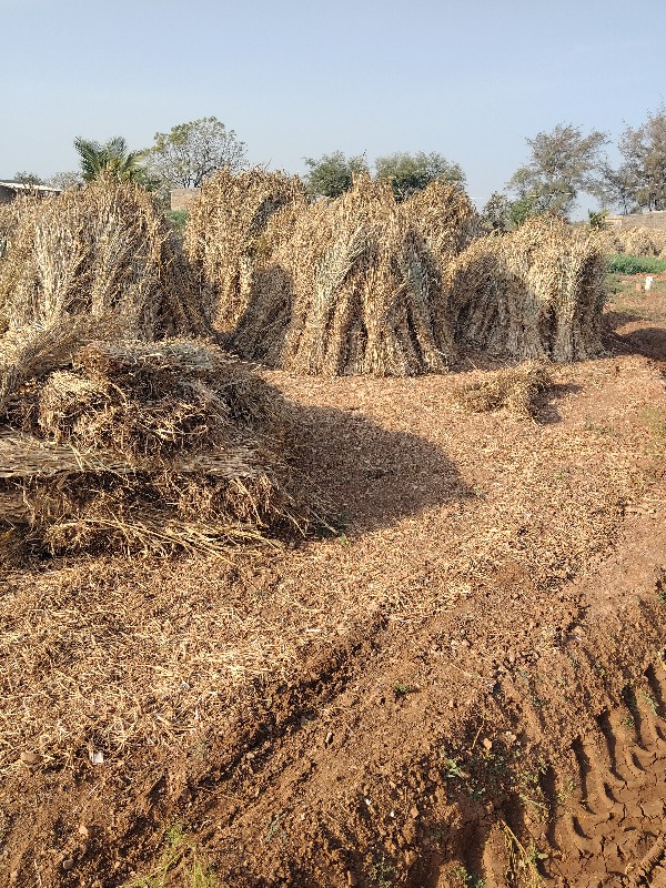 જુવારની સાર વેસ...