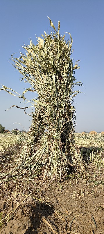 જુવાર ના પુરા